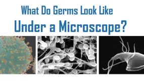 What Do Germs Look Like Under a Microscope