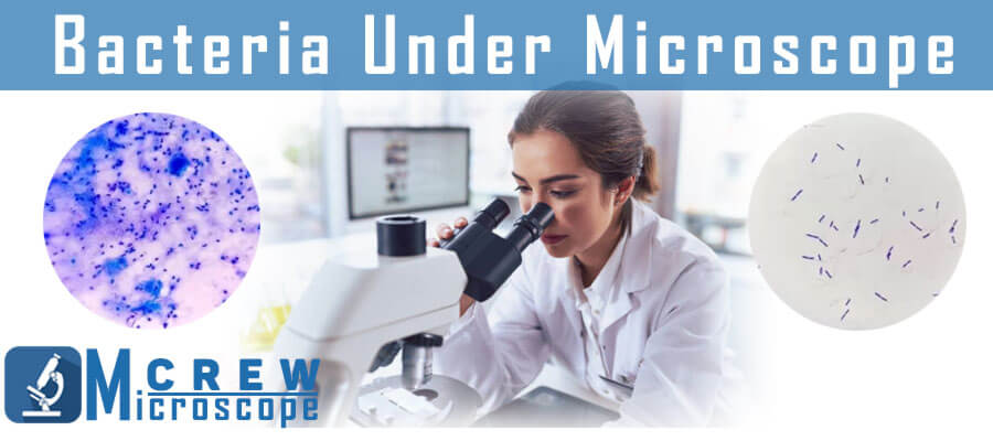 guide to identify bacteria under microscope