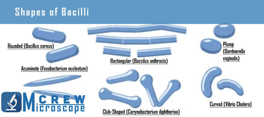 shapes of bacilli bacterium 