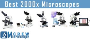 Best-2000x-Microscopes