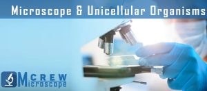 Microscope-&-Unicellular-Organisms