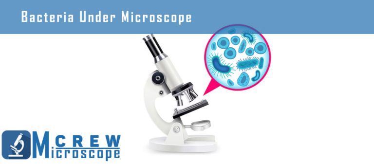 What Can You See With 2500x Microscope? - Microscope Crew