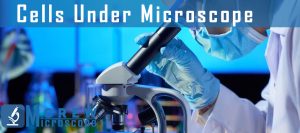 Cells-Under-Microscope