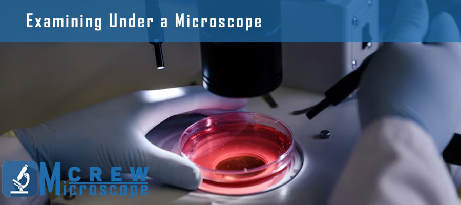 examining-under-a-microscope