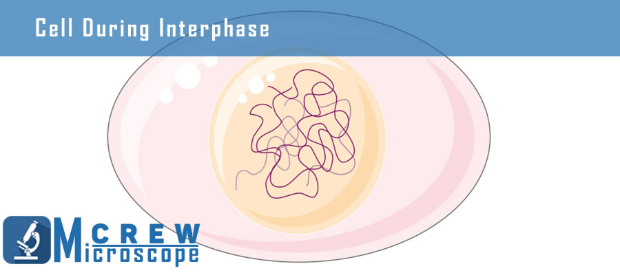 Cell-during-Interphase