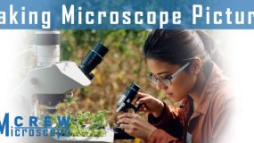 Taking-Microscope-Pictures